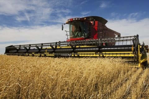 Combine-harvesting-wheat-1140×500