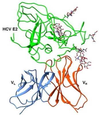 HCV Envelope Antibody Interaction