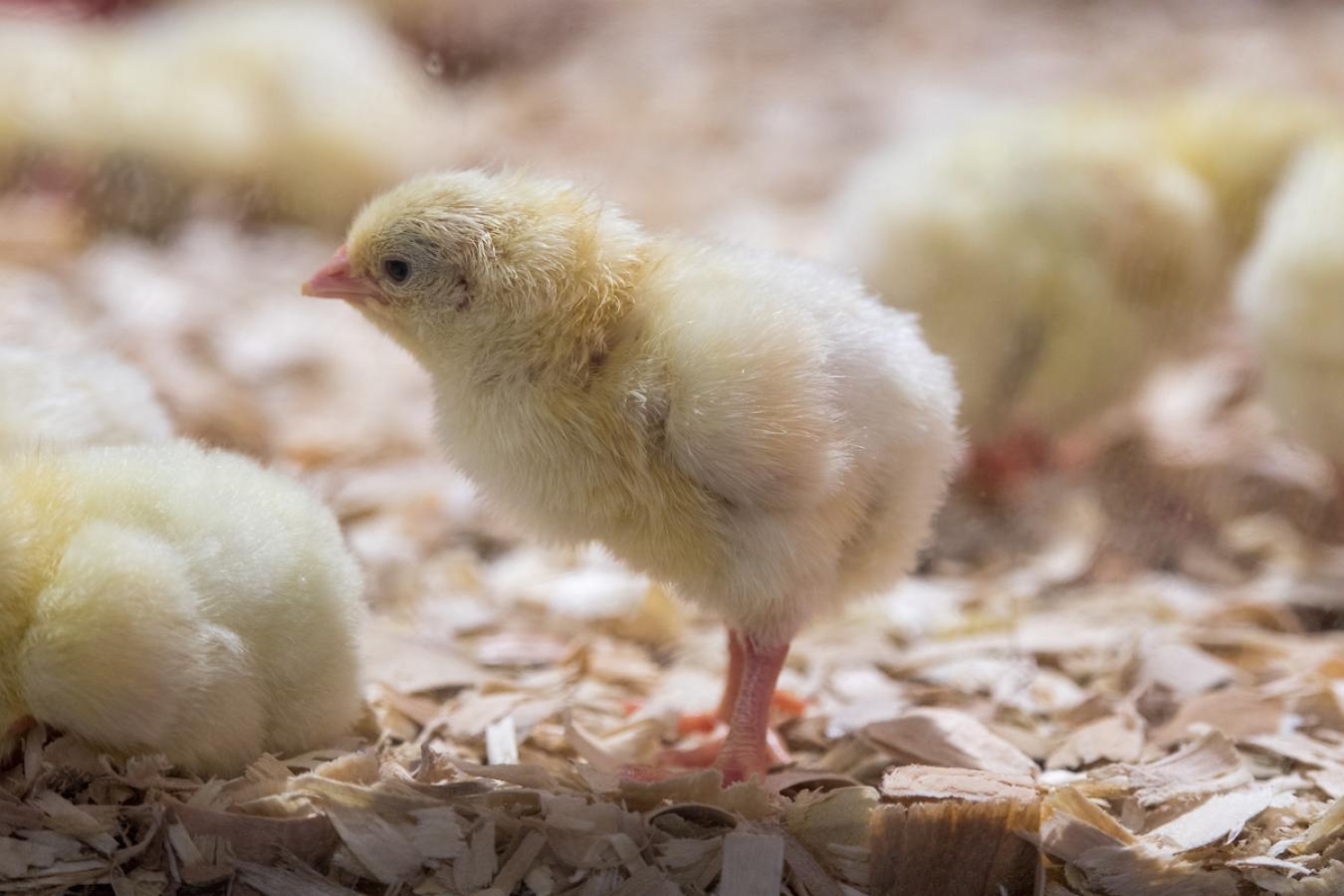 baby chick_0 a picture of a chick